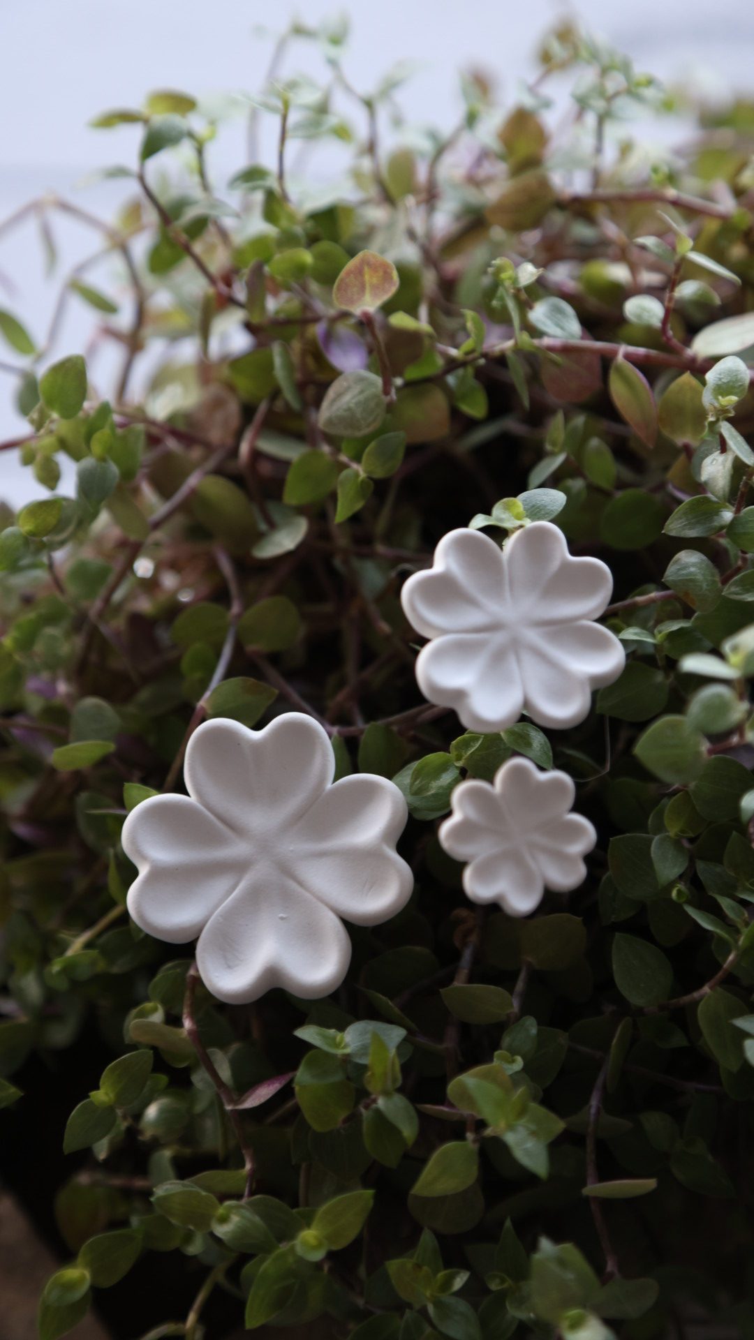 Silikon - Gießform - Mini - Vierblättrige Kleeblätter - Glückbringer - Multiform – Bild 9